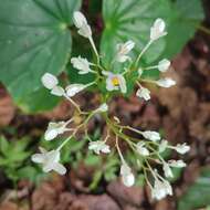 Слика од Begonia retusa O. E. Schulz