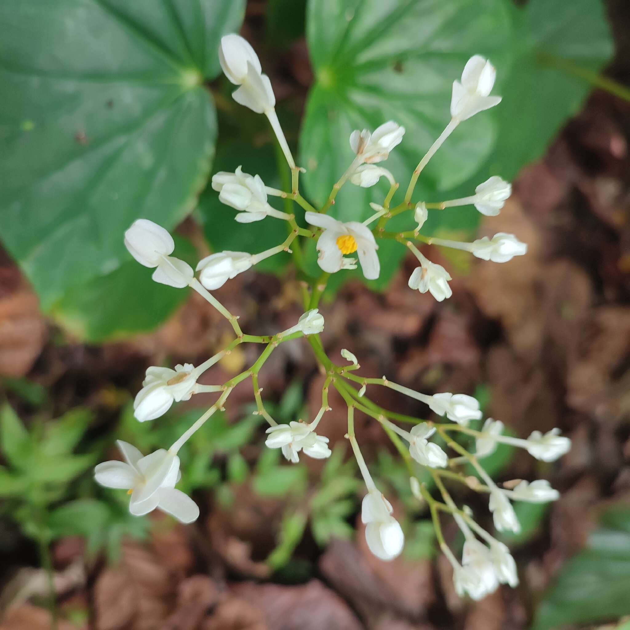 Слика од Begonia retusa O. E. Schulz