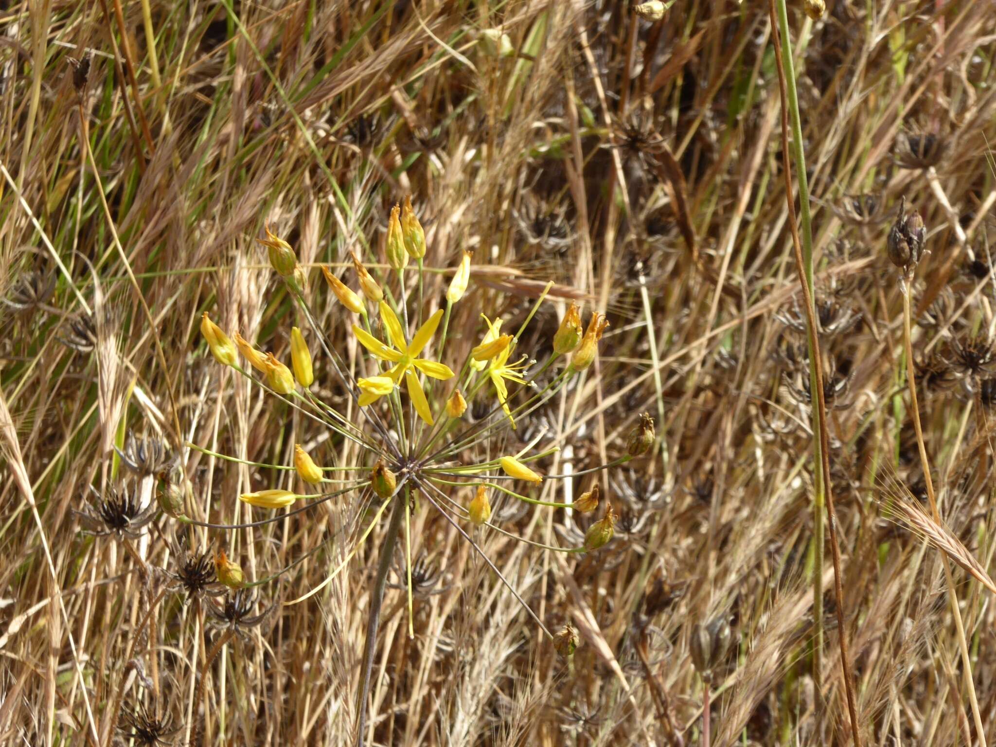 Image of common goldenstar