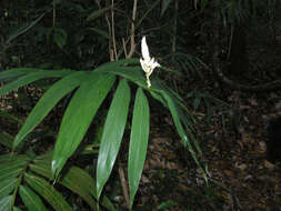 Image of Alpinia oxymitra K. Schum.