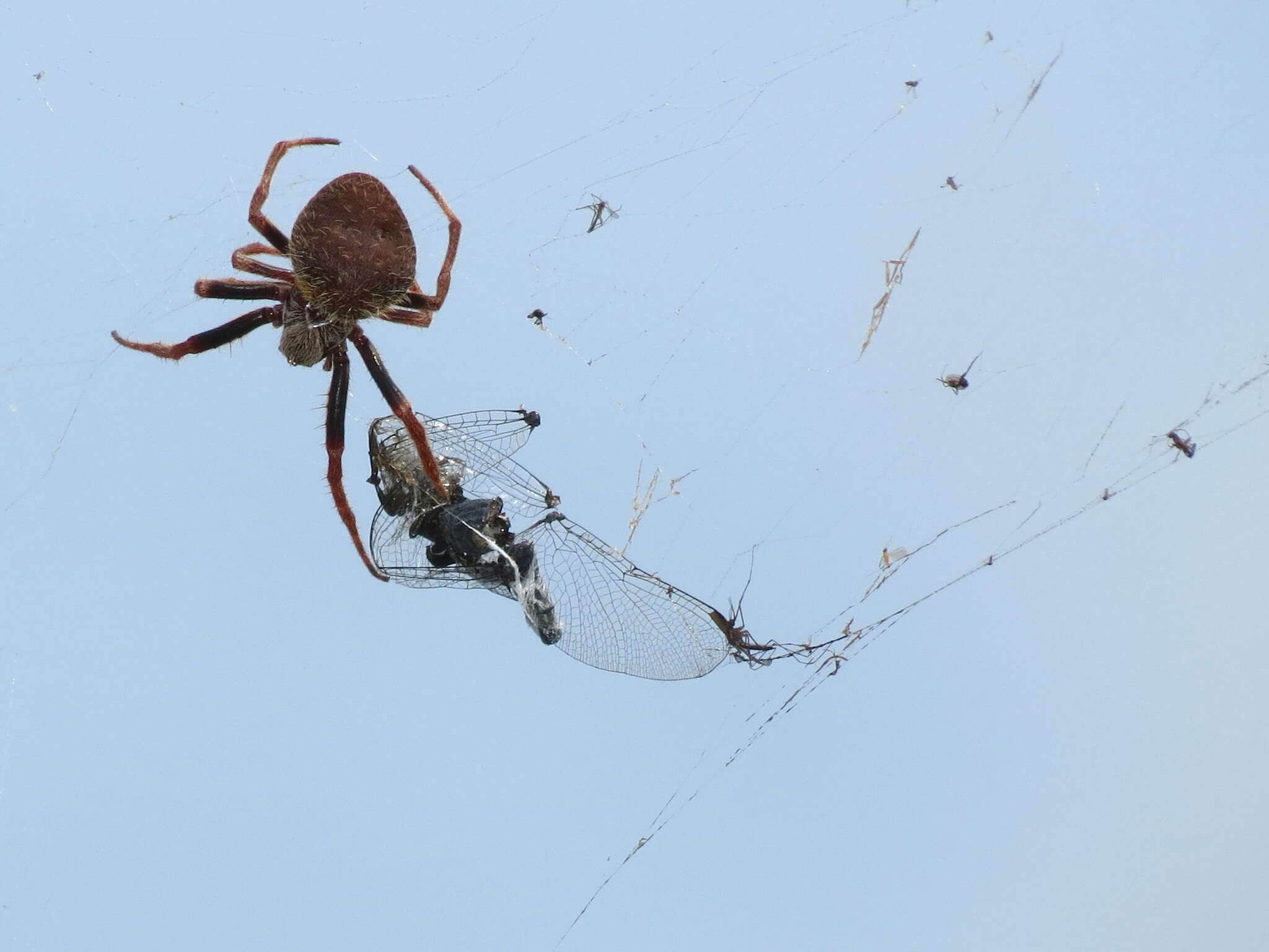 Image of Tropical Orb Weaver