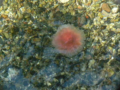 Image of lion’s mane