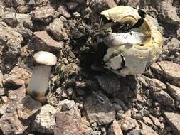 Image of Agaricus deserticola G. Moreno, Esqueda & Lizárraga 2010