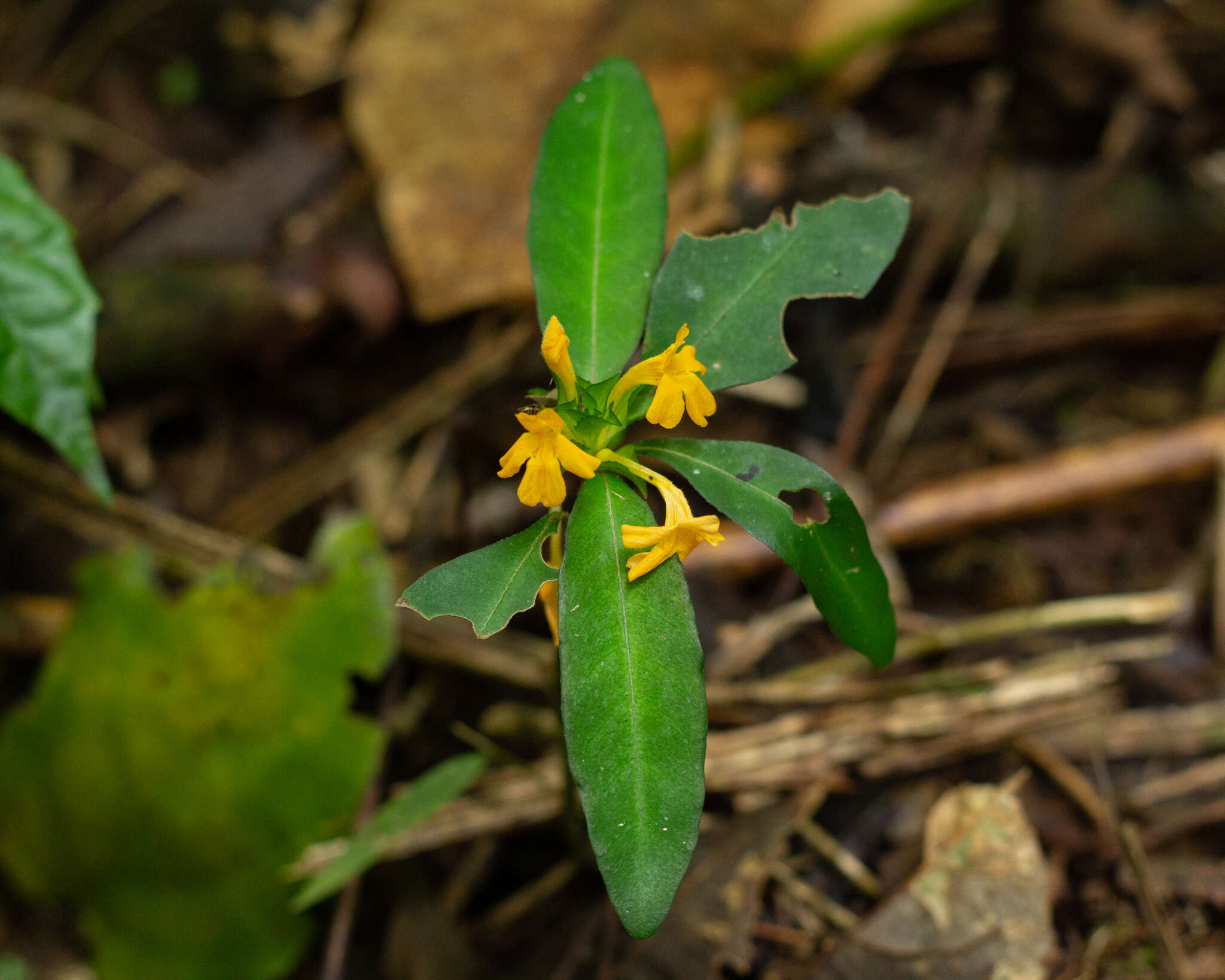 Imagem de Aphelandra ornata (Nees) T. Anders.