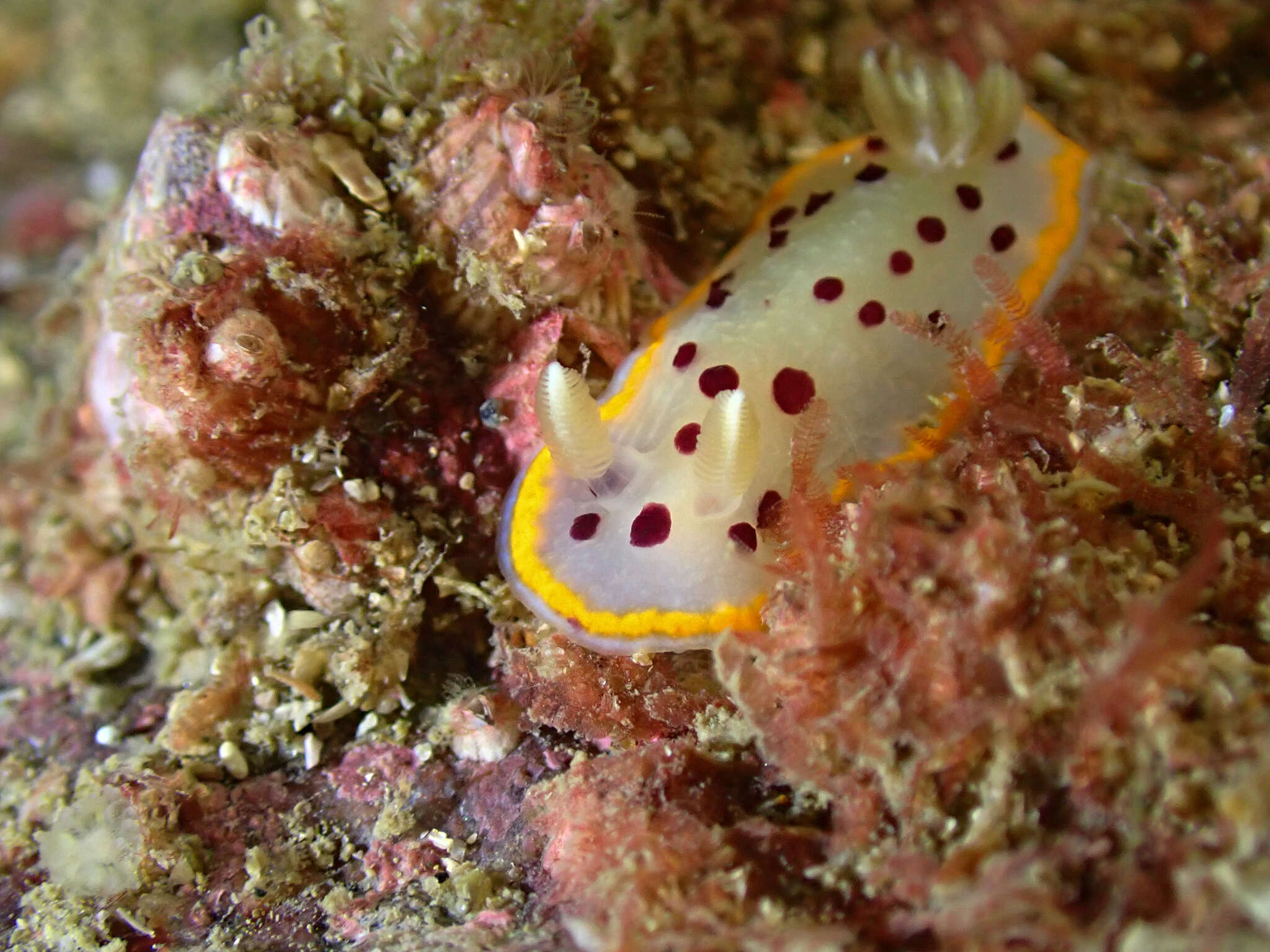 Image of Goniobranchus tumuliferus (Collingwood 1881)