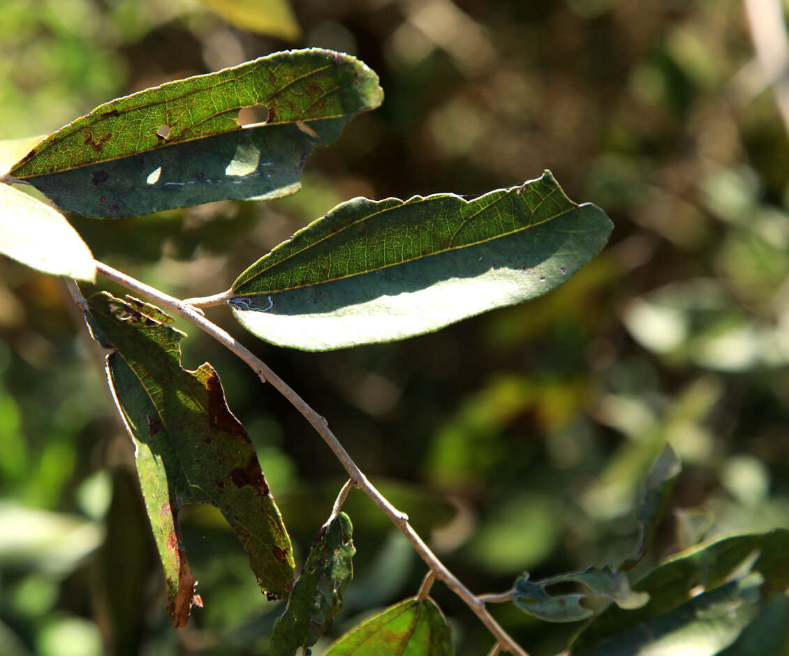 Imagem de Grewia bicolor Juss.