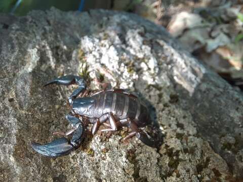 Image of Euscorpius italicus (Herbst 1800)