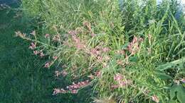 Imagem de Oenothera gaura W. L. Wagner & Hoch