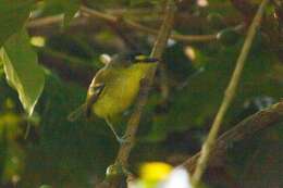 Image of Gray-headed Tody-Flycatcher