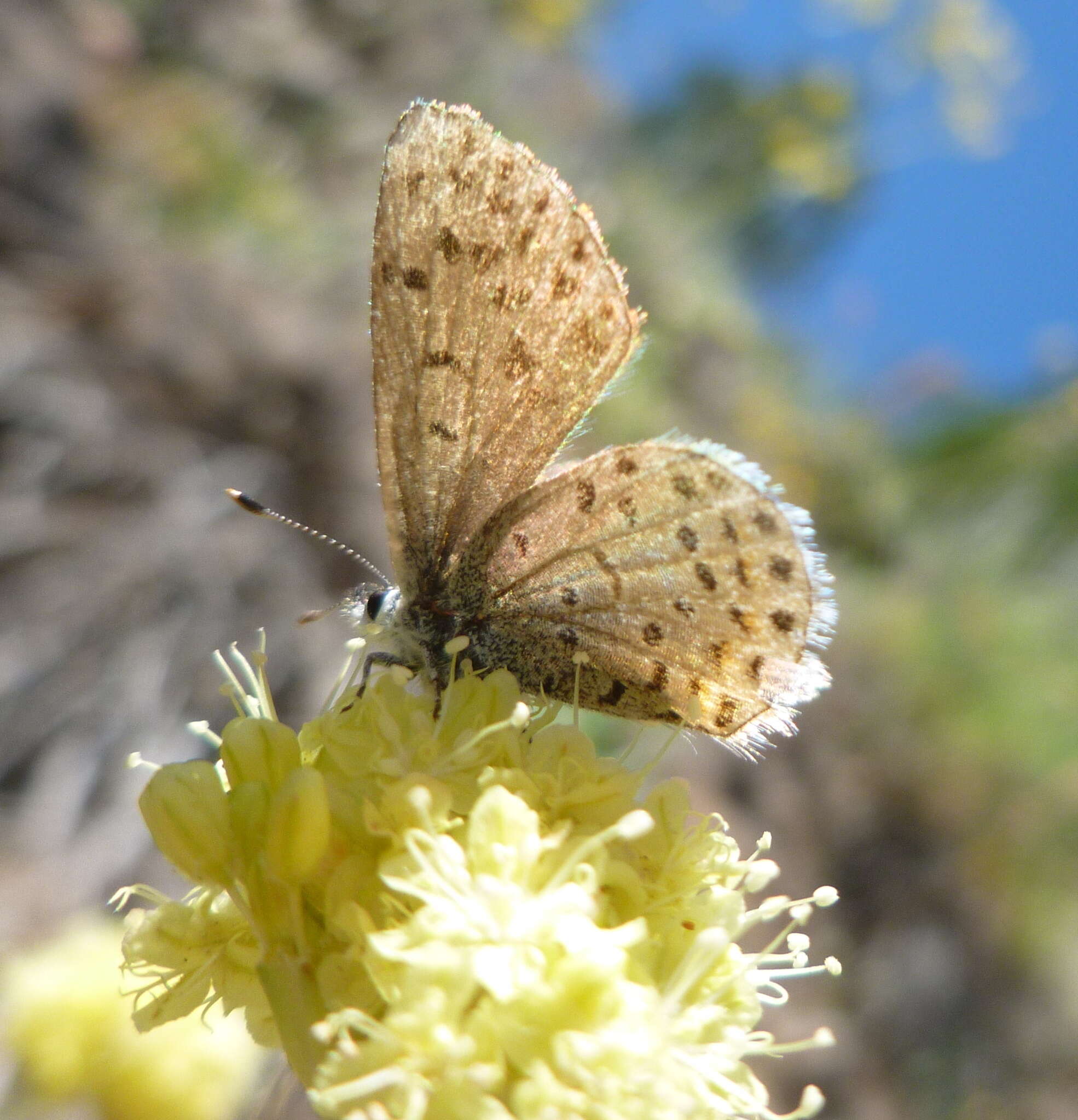 Euphilotes enoptes (Boisduval 1852)的圖片