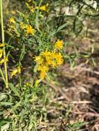 Image of Euthamia weakleyi G. L. Nesom