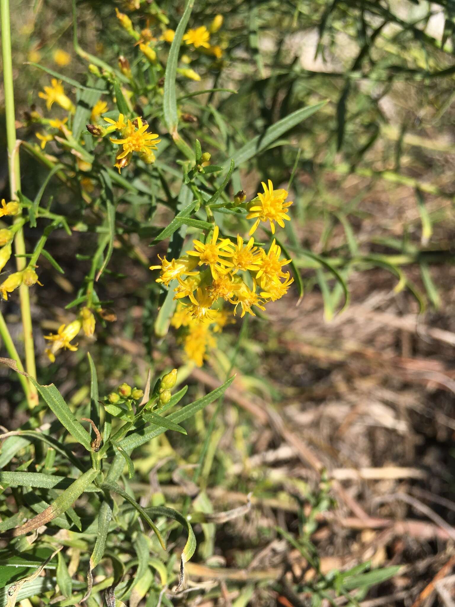 Image of Euthamia weakleyi G. L. Nesom