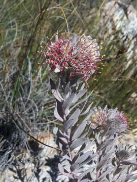 Plancia ëd Leucospermum wittebergense Compton