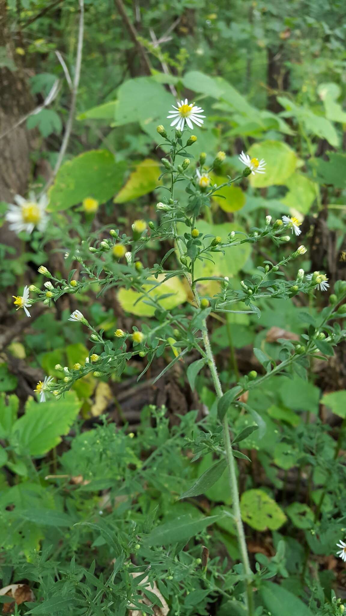 Image of Fragile-Stem American-Aster