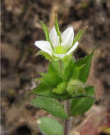 Image of thyme-leaved sandwort