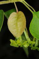 Слика од Bougainvillea stipitata Griseb.