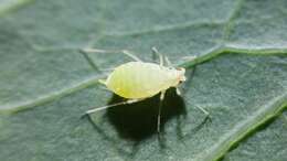 Image of Aphid