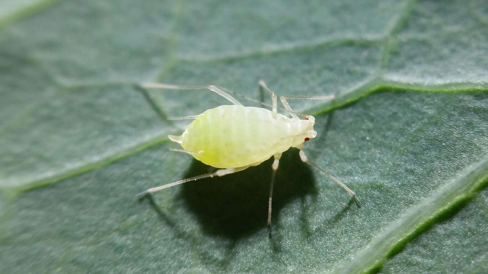 Image of Aphid