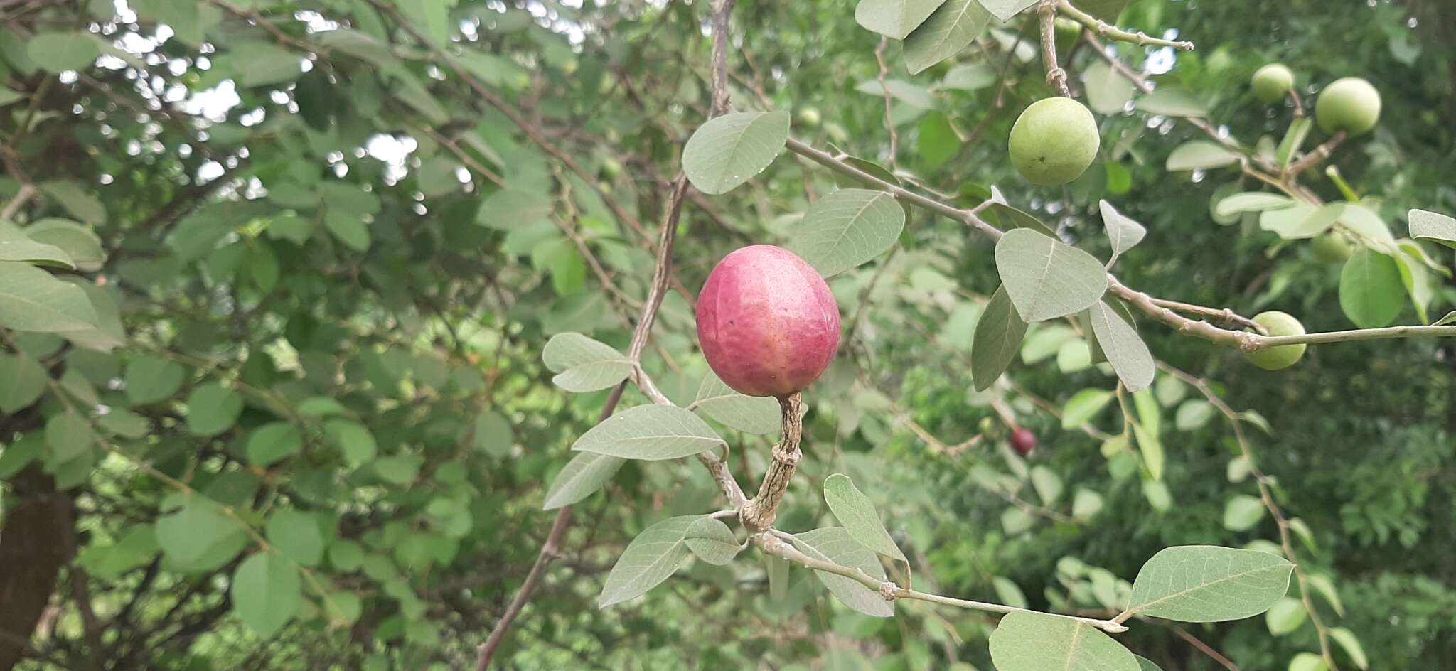 Image de Capparis grandis L. fil.