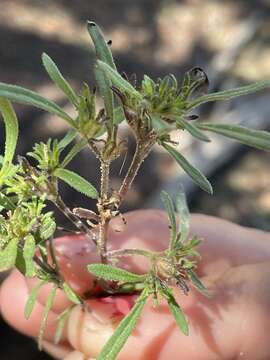 Image of wishbone fiddleleaf