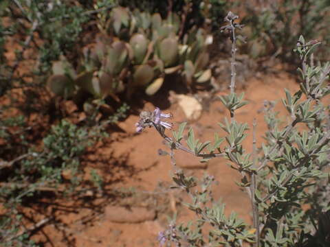 Imagem de Ocimum burchellianum Benth.