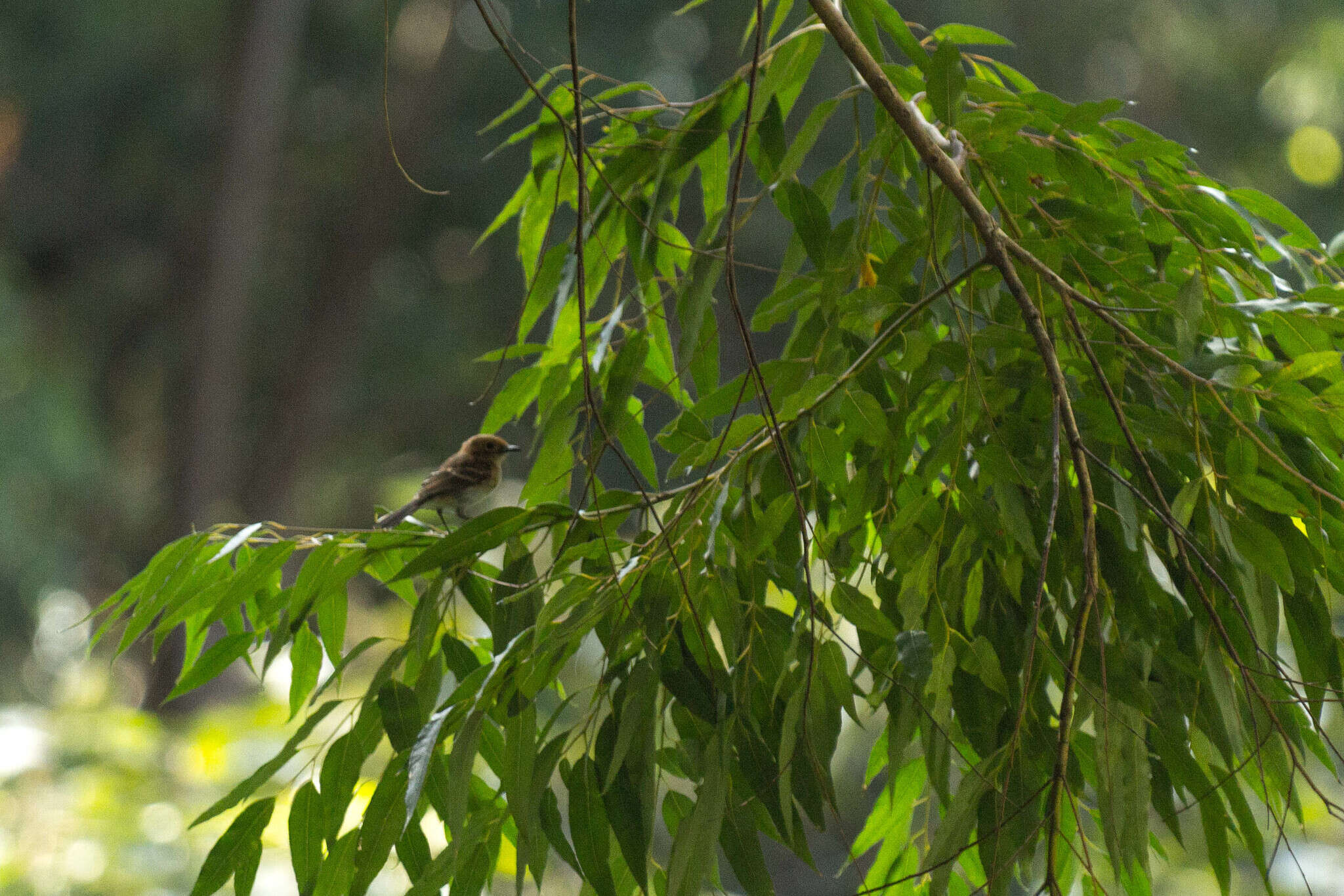 Image of Oahu Elepaio