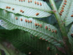 Image of Ptisana pellucida (C. Presl) Murdock