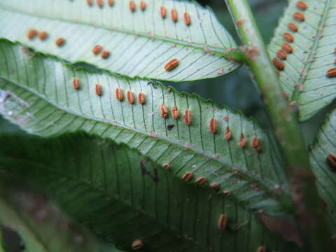 Plancia ëd Ptisana pellucida (C. Presl) Murdock