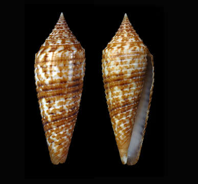 Image of austral cone