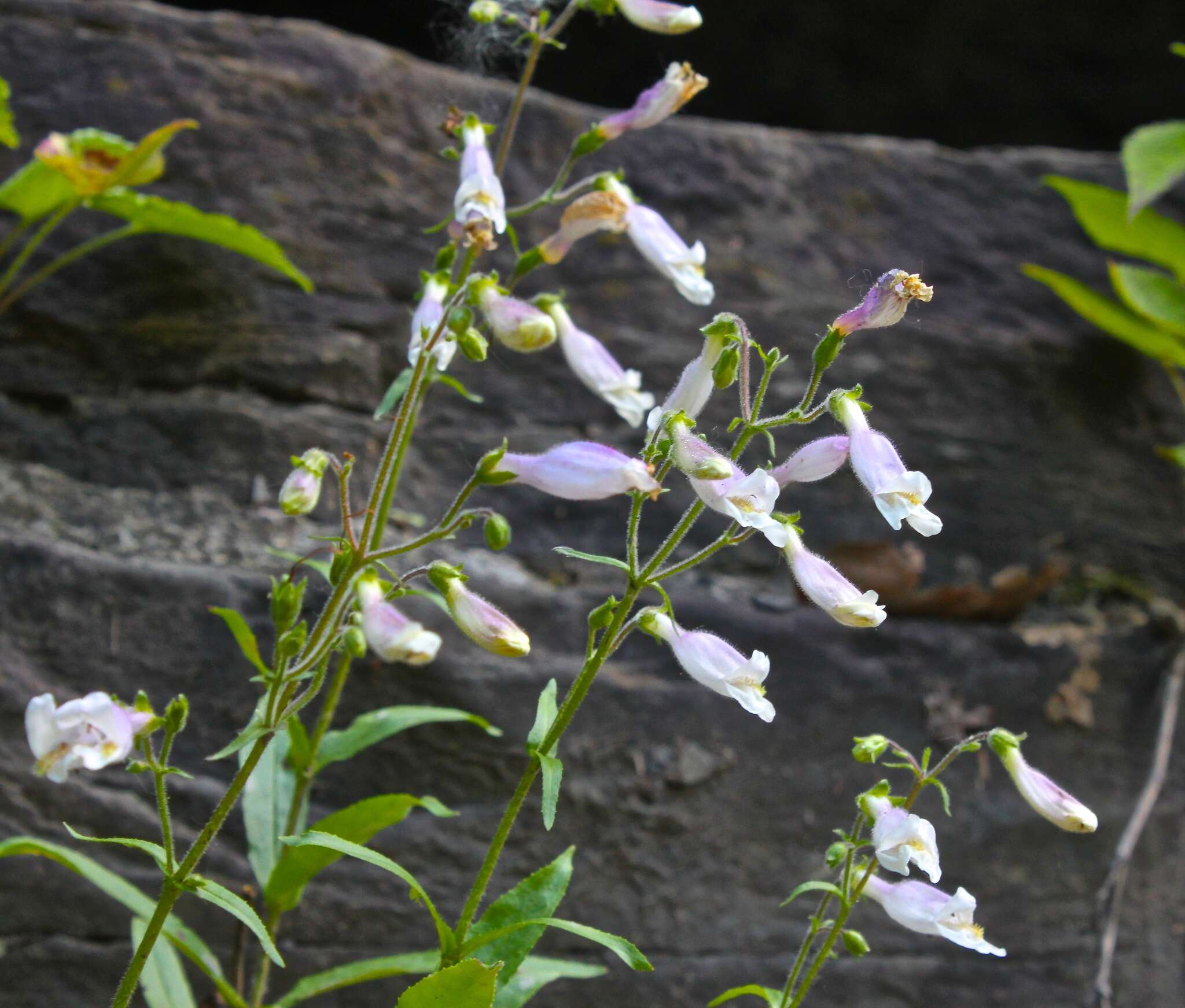 Image de Penstemon hirsutus (L.) Willd.