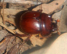 Image of Blackburnium cornutum (MacLeay 1888)