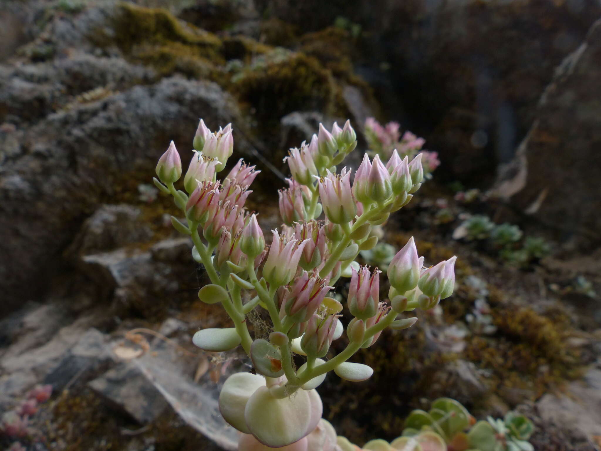 Image of Heckner's stonecrop