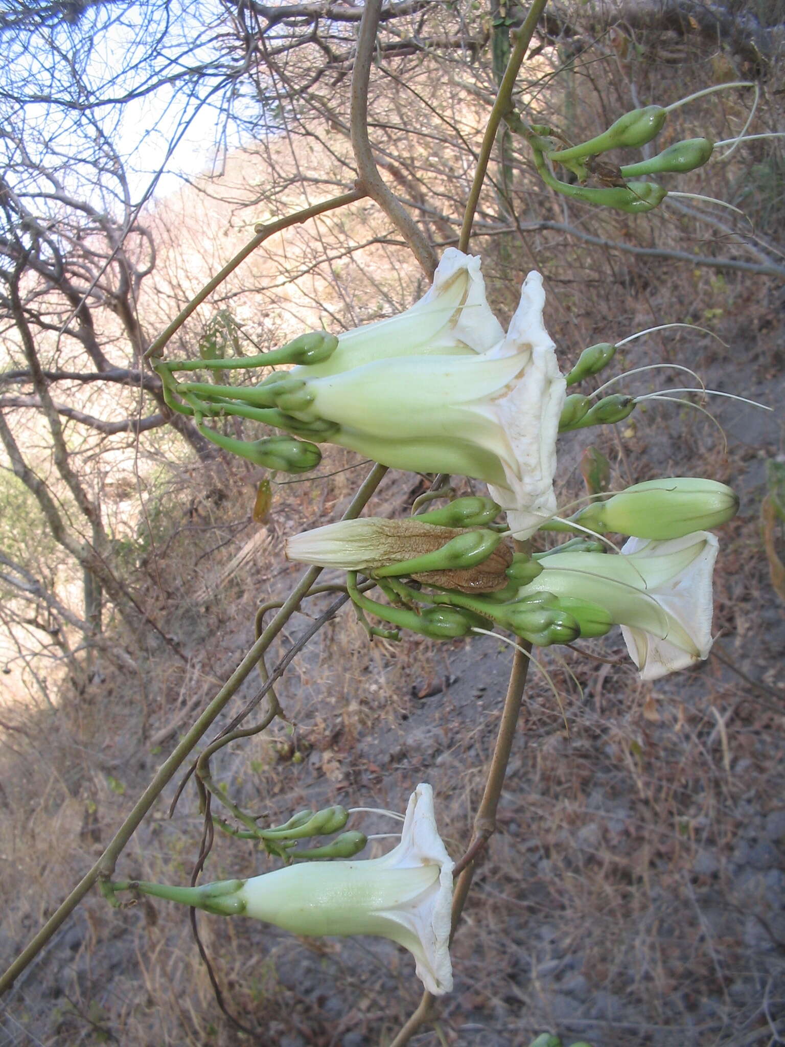 Imagem de Ipomoea pseudoracemosa G. D. Mc Pherson