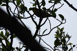 Image of Swinhoe's White-eye