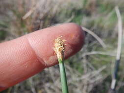 Imagem de Eleocharis limosa (Schrad.) Schult.