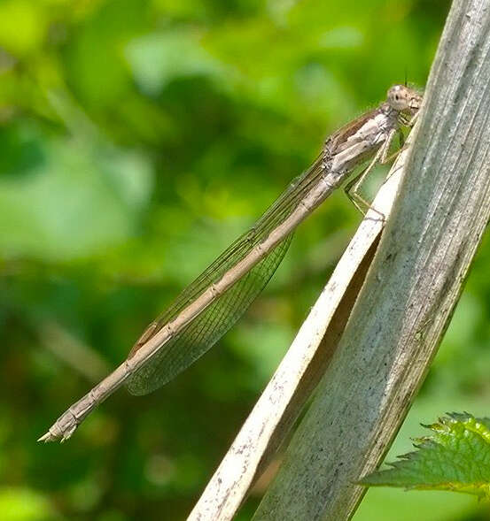 Image of Common Winter Damsel