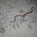 Image of Great Inagua Island Dwarf Boa