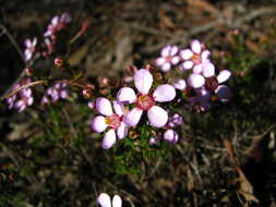 Imagem de Euryomyrtus ramosissima subsp. ramosissima