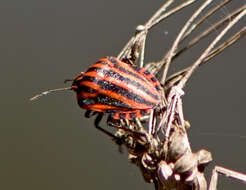 Image of Graphosoma italicum italicum