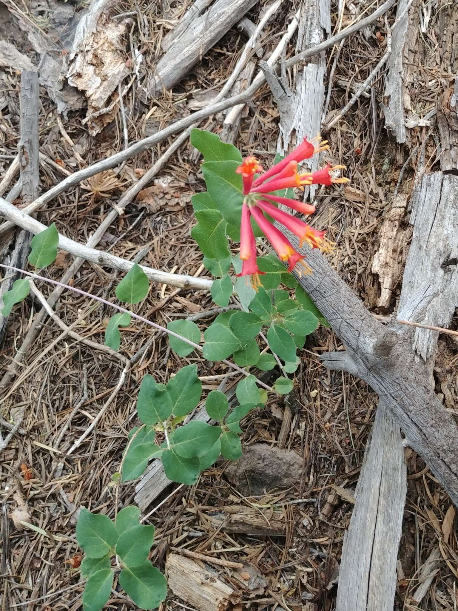 Image of Arizona honeysuckle