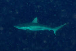 Image of Gray Reef Shark