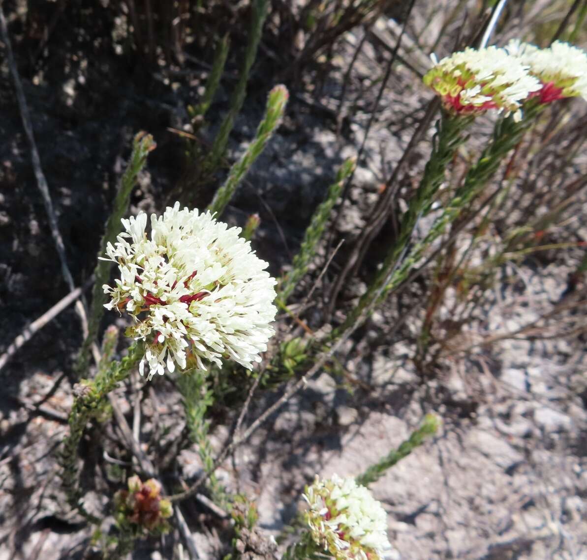 Image of Agathosma bifida (Jacq.) Bartl. & Wendl. fil.