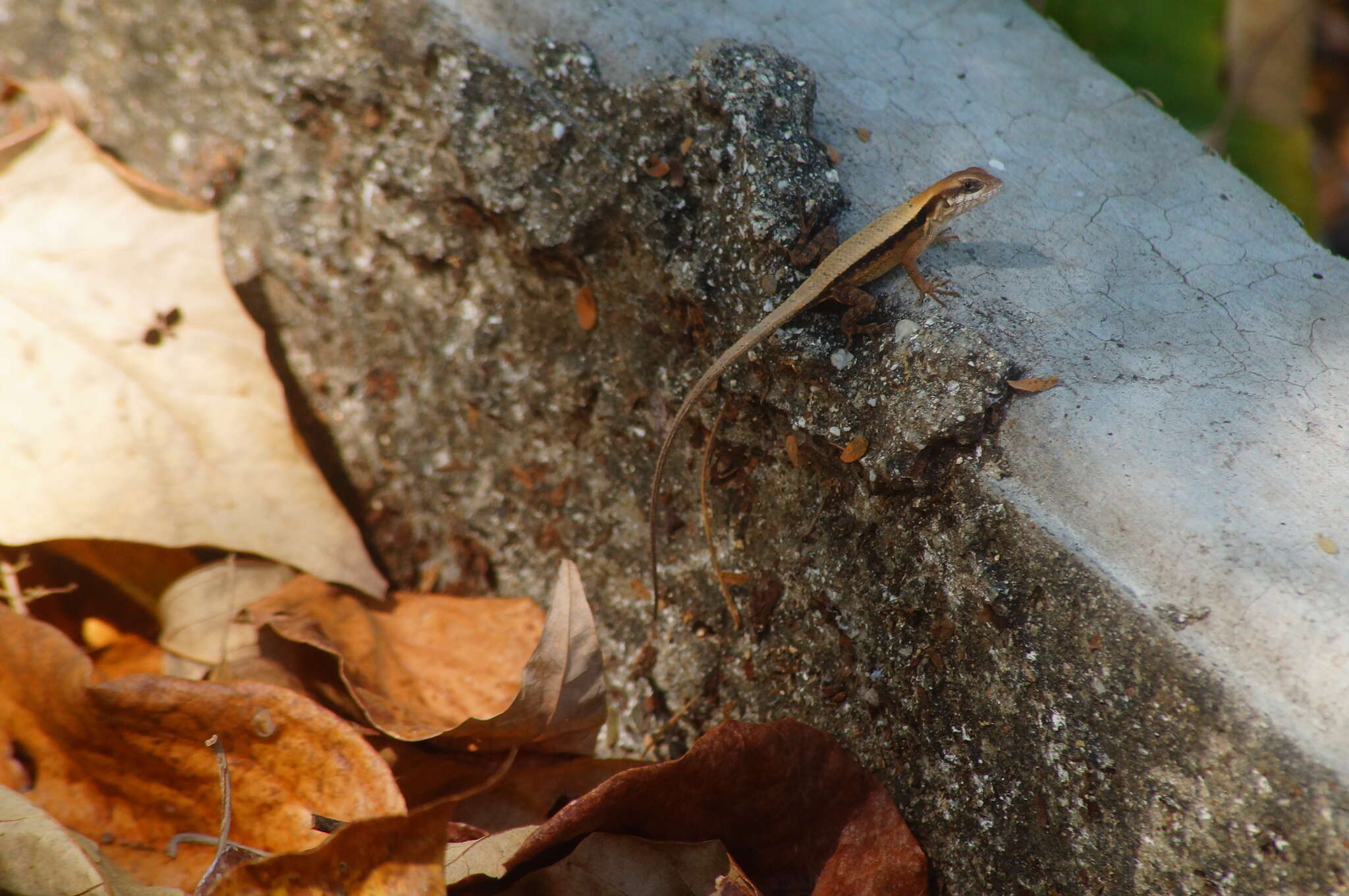 Image of Longtail Spiny Lizard