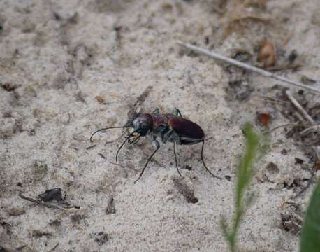 Image of Cicindela (Cicindela) formosa pigmentosignata W. Horn 1930