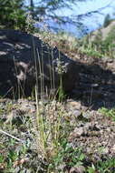 Image of Deschampsia cespitosa subsp. glauca (Hartm.) Tzvelev