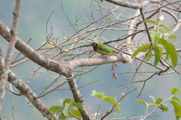 Image of Orange-bellied Leafbird