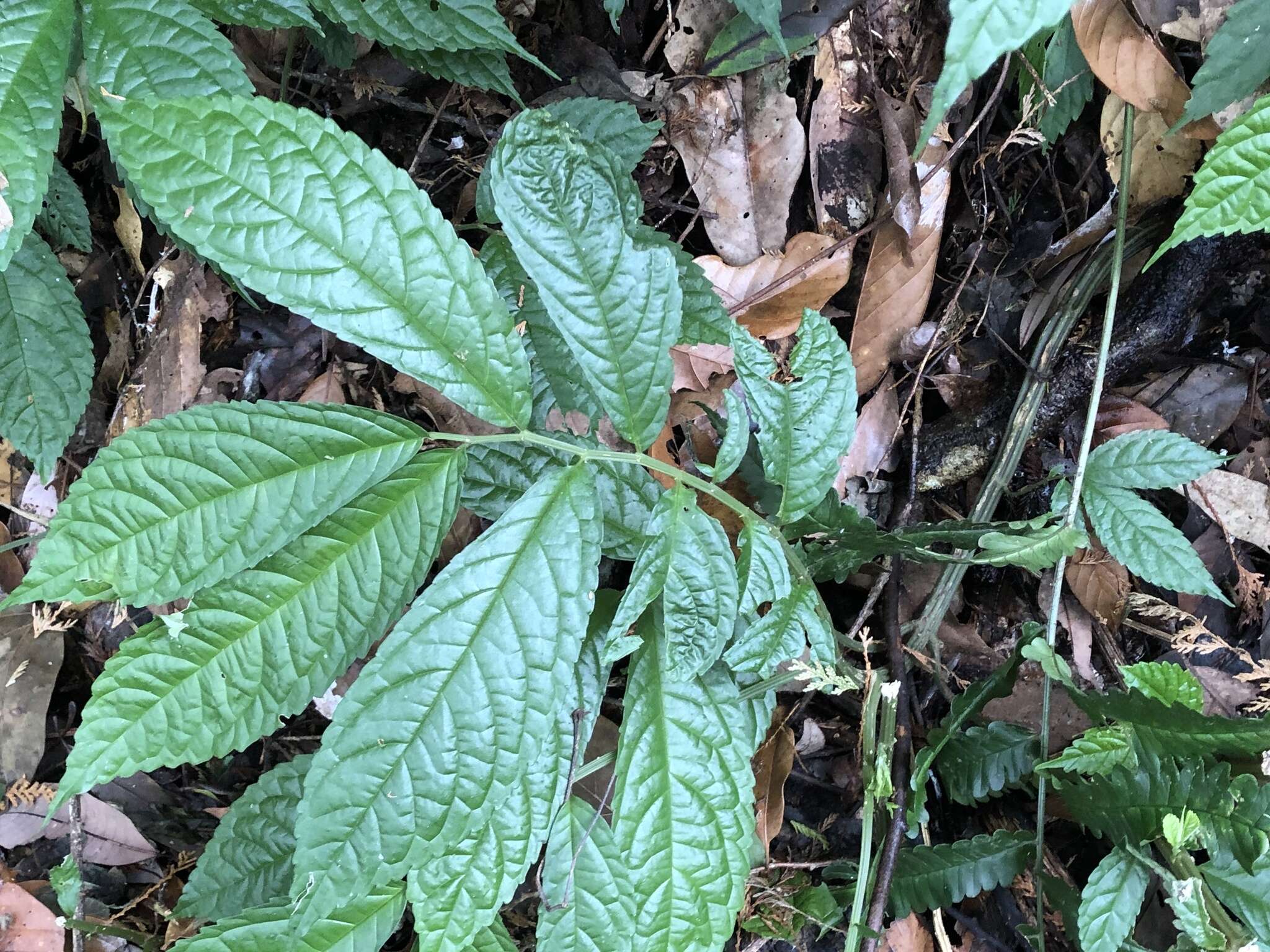 Image of Elatostema oblongifolium Fu