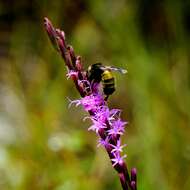 صورة <i>Liatris <i>pauciflora</i></i> var. pauciflora