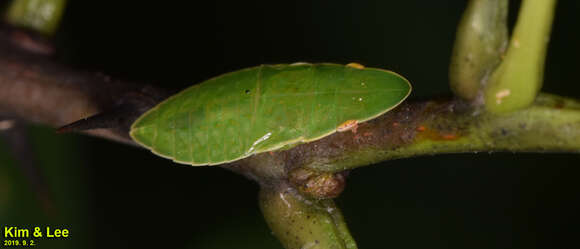 Image of Petalocephala manchurica Kato 1932