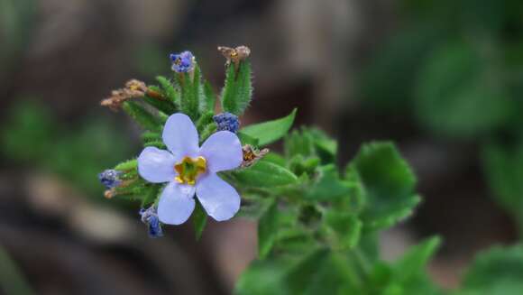 صورة Sutera campanulata (Benth.) O. Kuntze